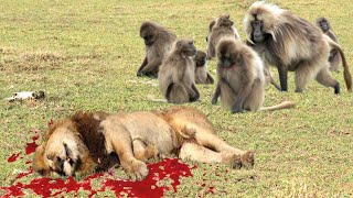 Lion vs Baboon  Real Fight Monkey vs Lion  Exclusive [upl. by Rawdon]