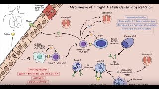 Type I Hypersensitivity  Mechanism Described Concisely [upl. by Gautea398]