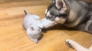 Munchkin kittens male kitty Манчкин котята котик ждет вас Окрас шиншилла [upl. by Nniuqal905]