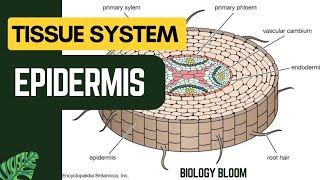 Epidermis  Plant Tissue System  Biology Bloom [upl. by Entwistle]