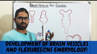 BRAIN VESICLES AND FLEXURES DEVELOPMENT  CNS EMBRYOLOGY [upl. by Eliga]