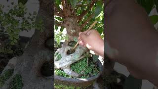 FICUS MICROCARPA bonsai inspirasibonsai tree [upl. by Ajiram122]