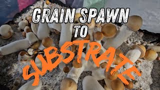 Exclusive Mushroom Grain Spawn Fruiting Tutorial [upl. by Joselow]