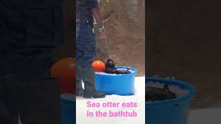 Sea otter eating in the tub at SeaWorld Abu Dhabi [upl. by Ivanna476]