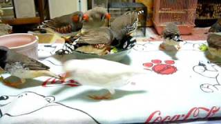 ブロッコリーに集まるキンカチョウ軍団★Ｚｅｂｒａ Ｆｉｎｃｈｅｓ [upl. by Cioffred]