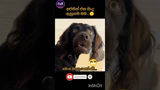 මොනාද බං මේ වෙන්නේ 😂😂😂 funny jokes sinhala songs newsong srilanka animals dog trending [upl. by Ahsikym]