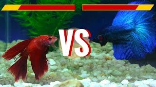 Delta tail Male amp Crowntail Female Betta Fish  1st Breeding Attempt [upl. by Yniatirb]