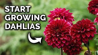 How to Plant Dahlia Tubers From Start to Finish [upl. by Glenden873]