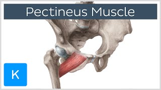 Pectineus Muscle  Origin Insertion Function amp Innervation  Anatomy  Kenhub [upl. by Kress]