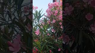 Pink Ganneru puvullu  Oleander flower [upl. by Caia]