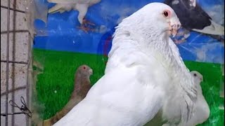 Éleveur des pigeons de race au Sénégal deuxième partier [upl. by Zelda383]