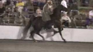 Cruelty Behind Tennessee Walking Horses [upl. by Hodgkinson]