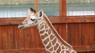 April the giraffe shows off baby Tajiri May 15 2017 [upl. by Enneyehs]