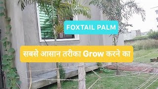 Foxtail palm How to grow foxtail palm in Hindi Bottle Palm tree care in Hindi foxtail palm tree [upl. by Lowry96]