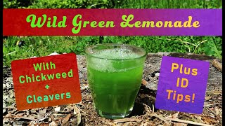 How to Make Wild Green Lemonade in a Blender  Identify and Forage Common Chickweed and Cleavers [upl. by Mamie]