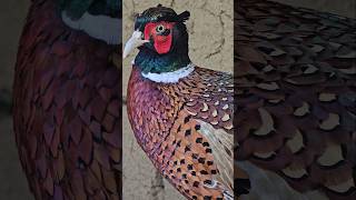 Beautiful Ringneck Pheasant  shortfeed teetar birdslover partridges pheasant [upl. by Ayouqes]