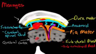 Meninges [upl. by Oninotna]