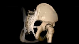 Untere Extremität  Foramen ischiadicum majus und minus  3D [upl. by Westbrook]