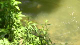 CATCHING GIANT CARP USING MULBERRIES AS BAIT HEAVENLY HARVEST FARM [upl. by Emmons]