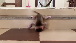 Poor Baby Monkey Fall Upside Down Head To Floor Pitiful [upl. by Nero616]