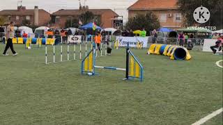 campeonato de España Agility 2024  Ada [upl. by Adamina417]