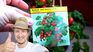 Balkontomaten Red Robin aussäen 🍅 Einfache Anleitung [upl. by Ardried580]