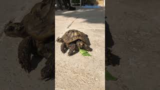 Vaucluse  une habitante de la route de Lagnes détient une tortue grecque siamoise [upl. by Tris]