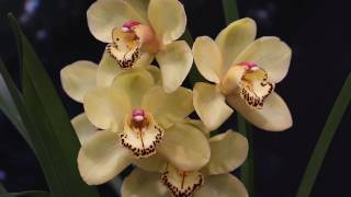 How to Divide and Repot Cymbidium Orchids [upl. by Rowen]