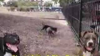 American Pit Bull Terrier Fight  100 APBT GAMEDOGS [upl. by Nalyk783]