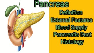 Pancreas [upl. by Loginov46]