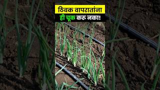 कांद्याच्या गुणवत्तेसाठी ठिबक drip lateral किती असावे । Drip Irrigation। agrostar shorts [upl. by Mose916]