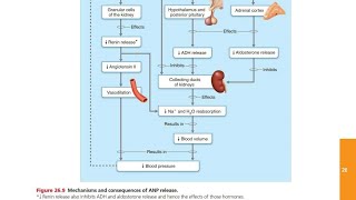 Atrial Natriuretic Peptide ANP [upl. by Anyg]