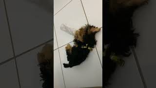 Yorkshire Terrier Puppy Plays with a PET Bottle  Cute Puppy Fun [upl. by Jedd292]