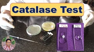 Bacterial Identification Tests Catalase Test [upl. by Atsirtal]