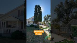 Before amp After Arborvitae Tree Removal youtubeshorts tree arborists [upl. by Aleyam416]