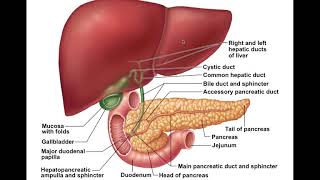 Chapter 23 Digestive System Part4 [upl. by Akenna]