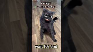 Wait for end 😂😆trending funny videos youtubeshorts shortvideo shorts cat video reels [upl. by Werna]