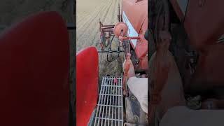 Farmall 400 Cultivating with NEW Tilmor shovels [upl. by Kannan]