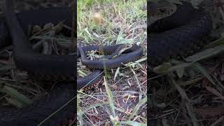 I am Robert  Types Of Snakes  How to Caught Snakes  Different Snakes  Robert Raush [upl. by Elocen891]