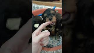 Yorkshire Terrier puppies are already 1 month old [upl. by Nomaid]