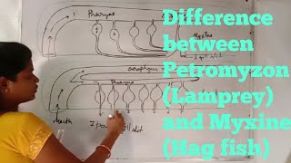 Difference between Petromyzon Lampreyand Myxine Hag fish [upl. by Treblig]