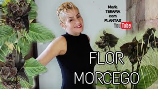 Flor  morcego Tacca ChantrieriResultado do replantio [upl. by Attayek]