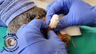 Safest and Cheapest way to Remove a Guinea Pig Sebaceous Cyst [upl. by Guzel153]