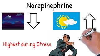 Norepinephrine noradrenaline  Effects Action uses in medicine explained simply [upl. by Rehposirhc]