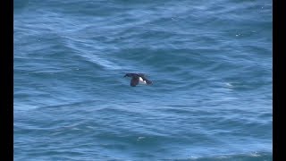 Common Diving Petrels South Georgia South Atlantic April 2018 [upl. by Naneik]