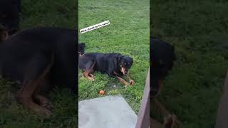 BIG AND SMALL ROTTWEILER 🐶🐕shorts rottweiler puppy [upl. by Lotty]