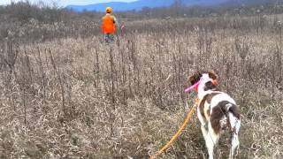 Training With Chukars [upl. by Lussi]