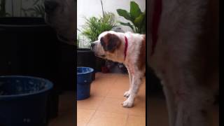 St Bernard barking loud [upl. by Tadd]