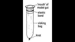 Visking tubing investigation model [upl. by Raleigh]