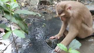 Pigtail monkey TUM find insect in the pond for food [upl. by Adnah]